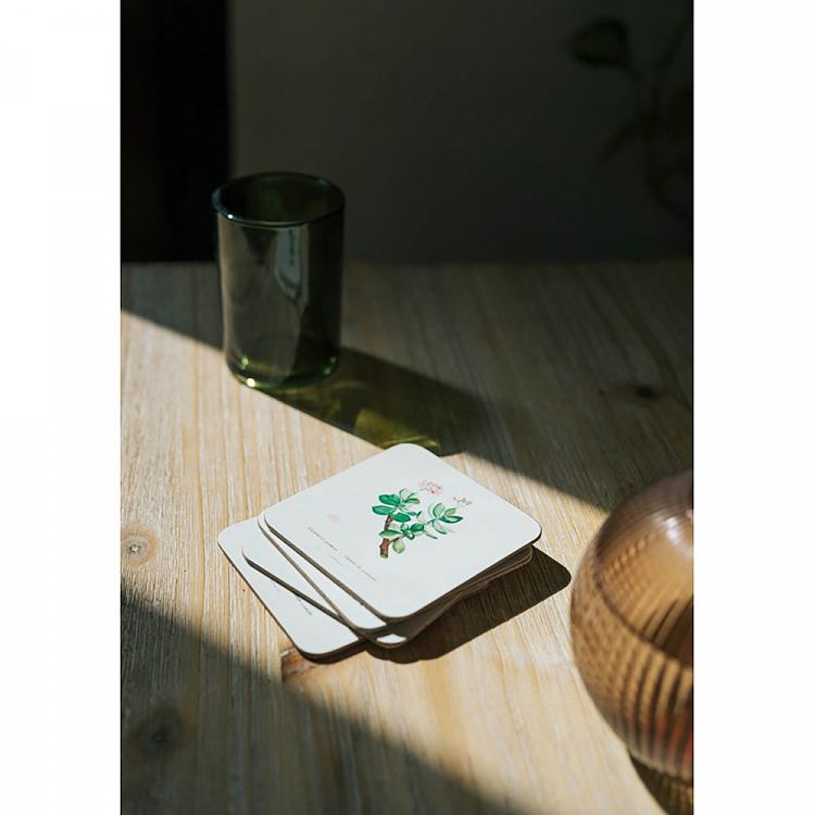 Set of 4 coasters BOTANICAL Cacti by Kokonote