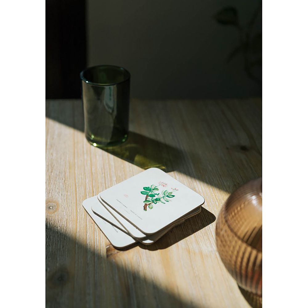 Set of 4 coasters BOTANICAL Cacti by Kokonote